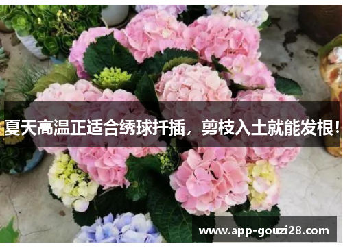 夏天高温正适合绣球扦插，剪枝入土就能发根！